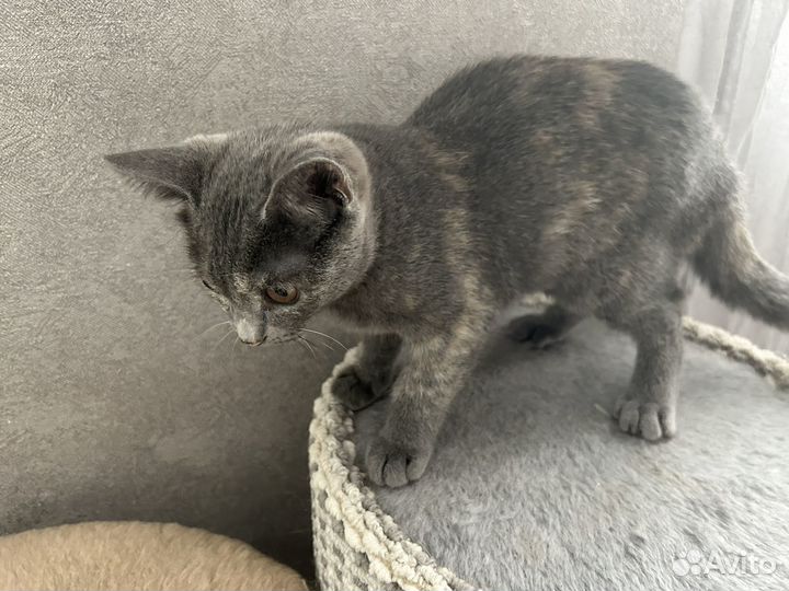 Котёнок