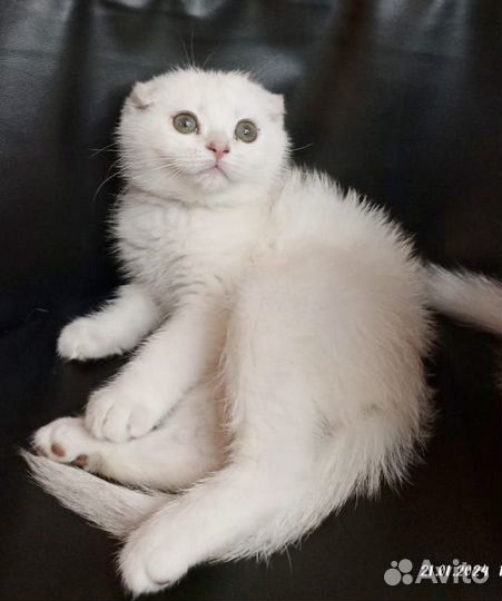 Шотландские котята