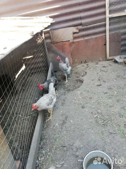 Петухи доминанты