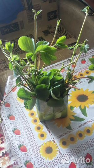 Усы Виктории Фестивальная