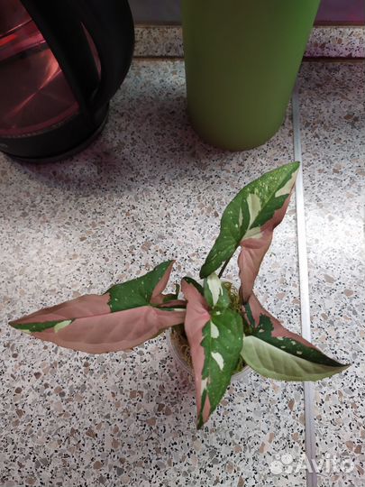 Сингониумы сортовые