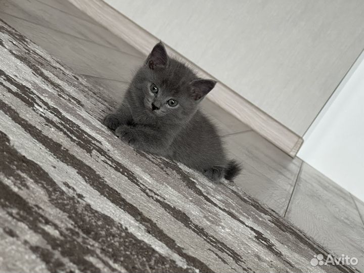 Отдам в добрые руки котят