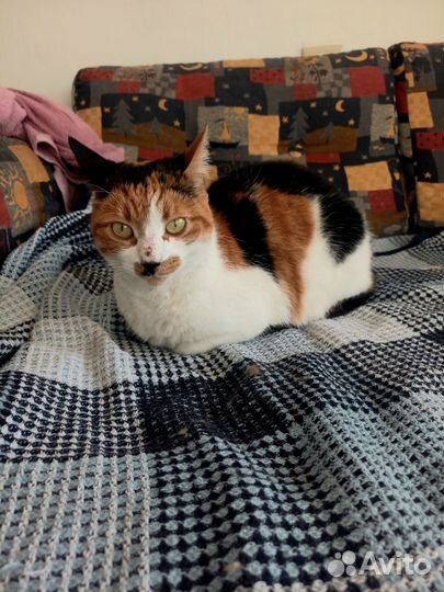 Очаровательная кошка-ласкуша ищет любящую семью