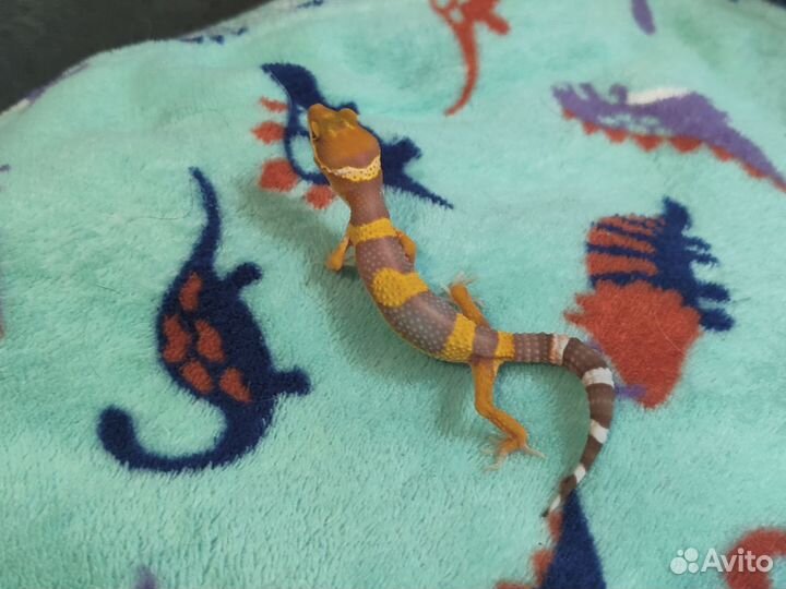 Геккон эублефар