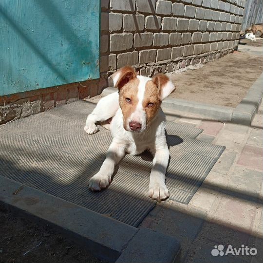 Щенок мальчик