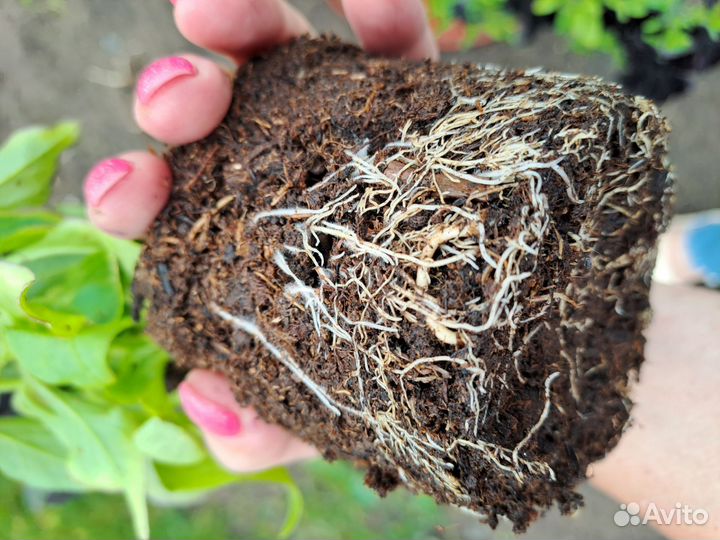 Петуния Дебонэйр Блек Черри черная