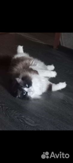 Отдам кота в добрые руки