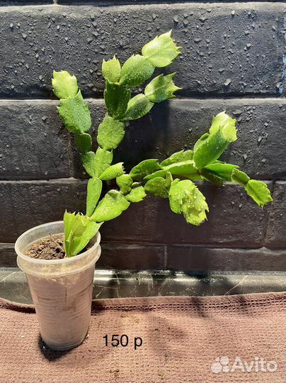 Декабрист. Комнатные растения, цветы