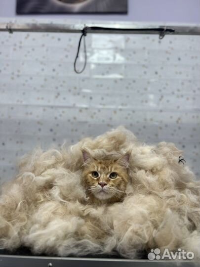 Экспресс линька собак и кошек