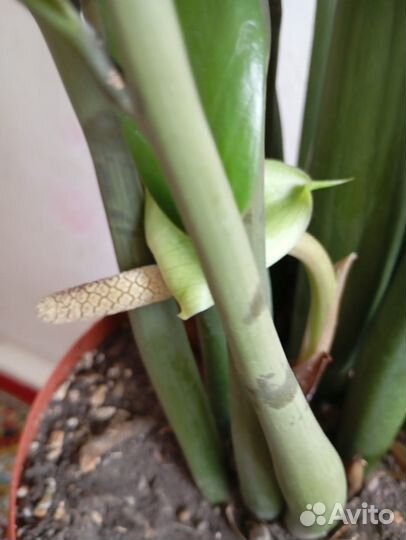 Замиокулькас большой в горшке