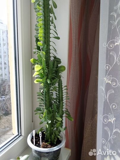 Комнатные цветы