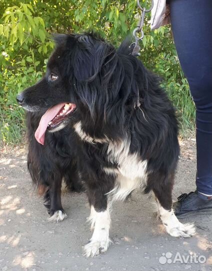 Дор собака в дар. Доставка