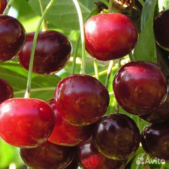 Вишня Молодежная