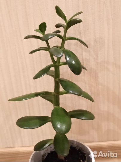 Толстянка - Денежное дерево