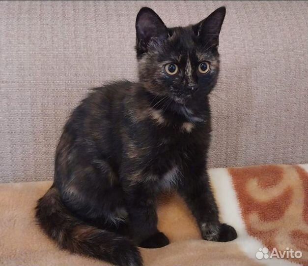 Котята от шотландской кошки в добрые руки