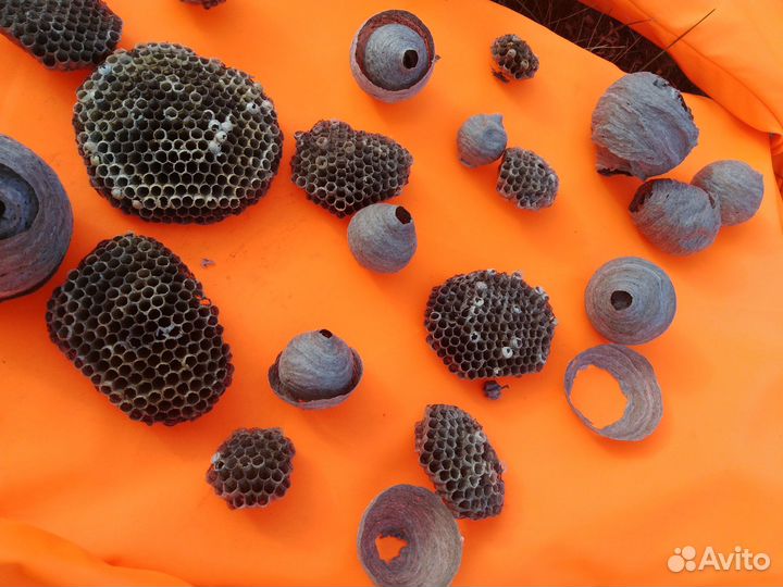 Осиное гнездо. Улей