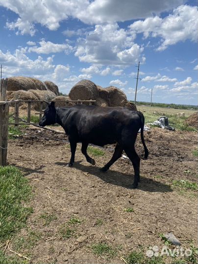 Телки стельные