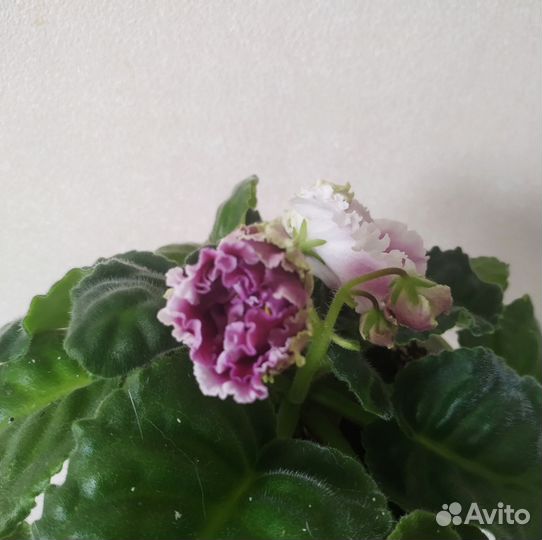 Фиалка лист