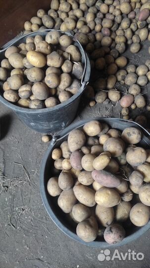Продам картофель на корм скоту