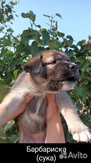 Щенки кане корсо