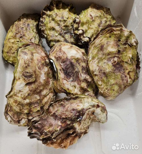 Устрица Хасанская, морской ёж, мидии северные