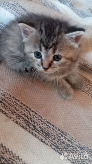 Отдам котят в добрые руки