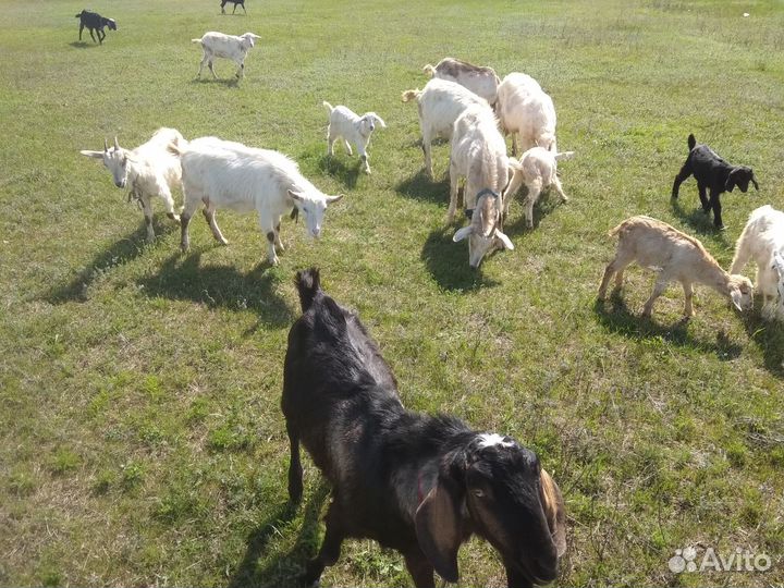 Продаются козы: молодняк, козлы