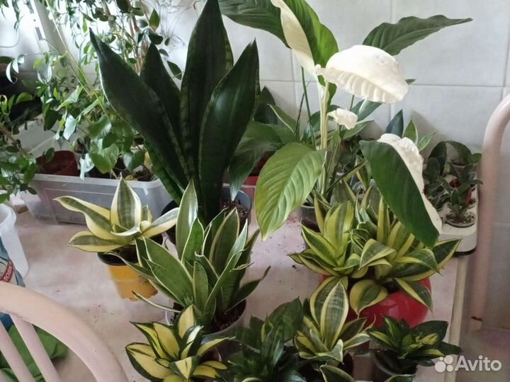 Спатифиллум Пикассо, Сансевьерии