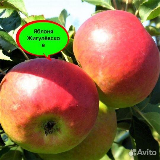 Саженцы яблони Рэд Чиф