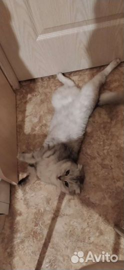 Кошки