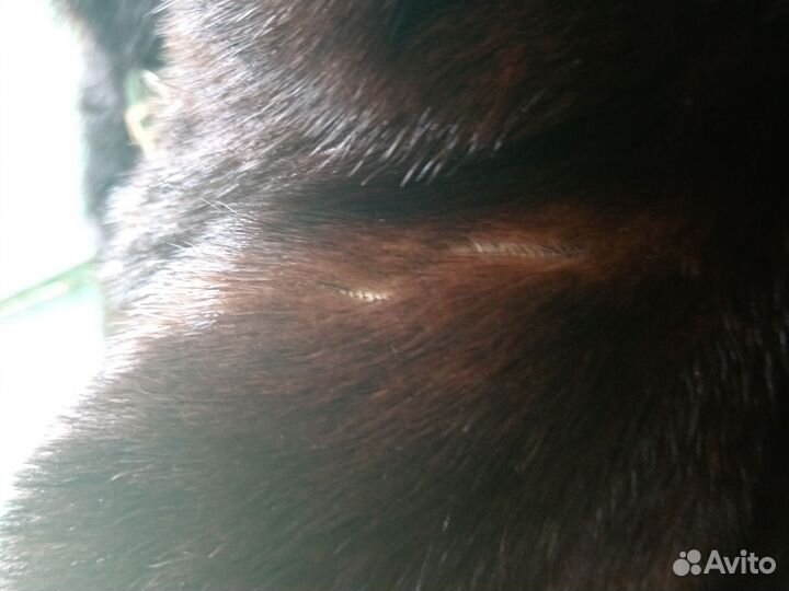 Шуба норковая 48 50 на запчасти