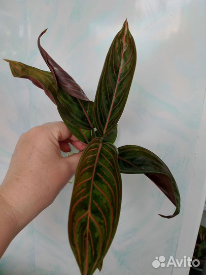 Аглаонемы детки и подростки