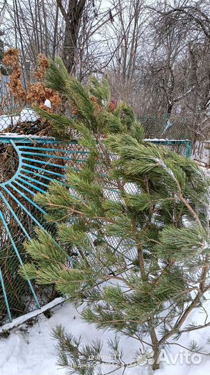 Лапник сосны