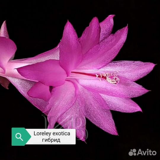 Шлюмбергеры сортовые (декабрист)