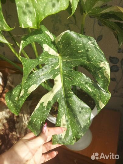 Монстера (крем брюле)