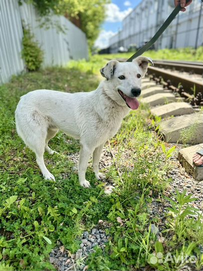 Собака в добрые руки