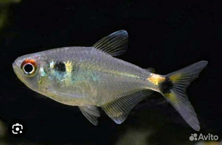 Тетра Фонарик, Королевская чёрная, Голубоглазка