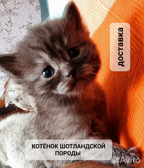 Шотландские котята