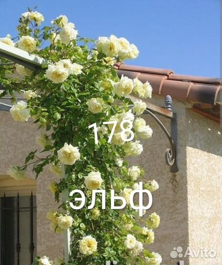 Саженцы роз