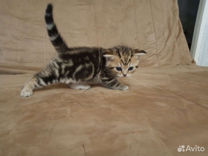 Кошки котята британские вислоухие