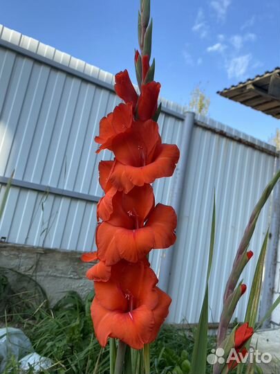 Гладиолусы букет