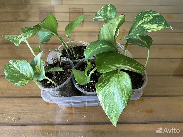 Сциндапсусы, эпипремнумы, домашние растения