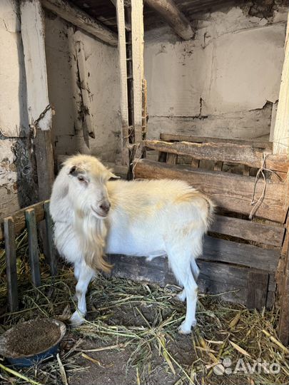 Козы дойные