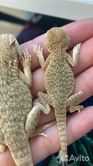 Ящерица круглоголовка