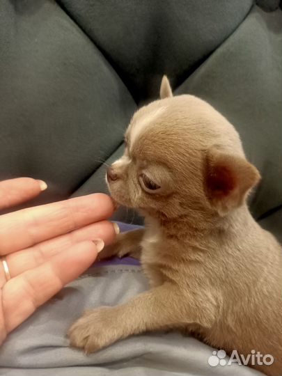 Щенки чихуахуа