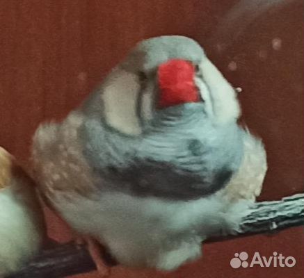 Амадины зебровый, японский