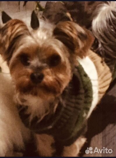 Йоркширский терьер вязка