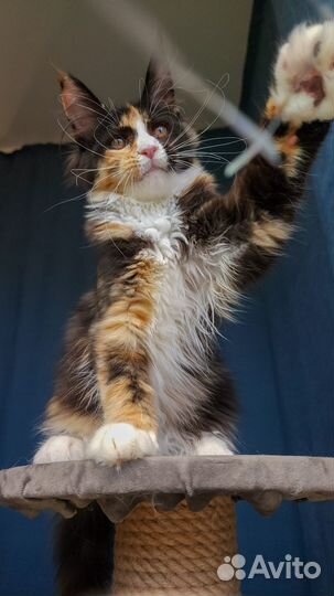 Мейн-кун девочка черепашка