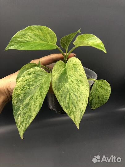 Сингониум, Эпик Пиннатум Вайт Марбл