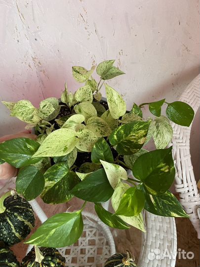 Сциндапсус